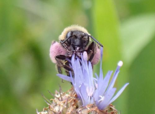 Andrena bicolor
